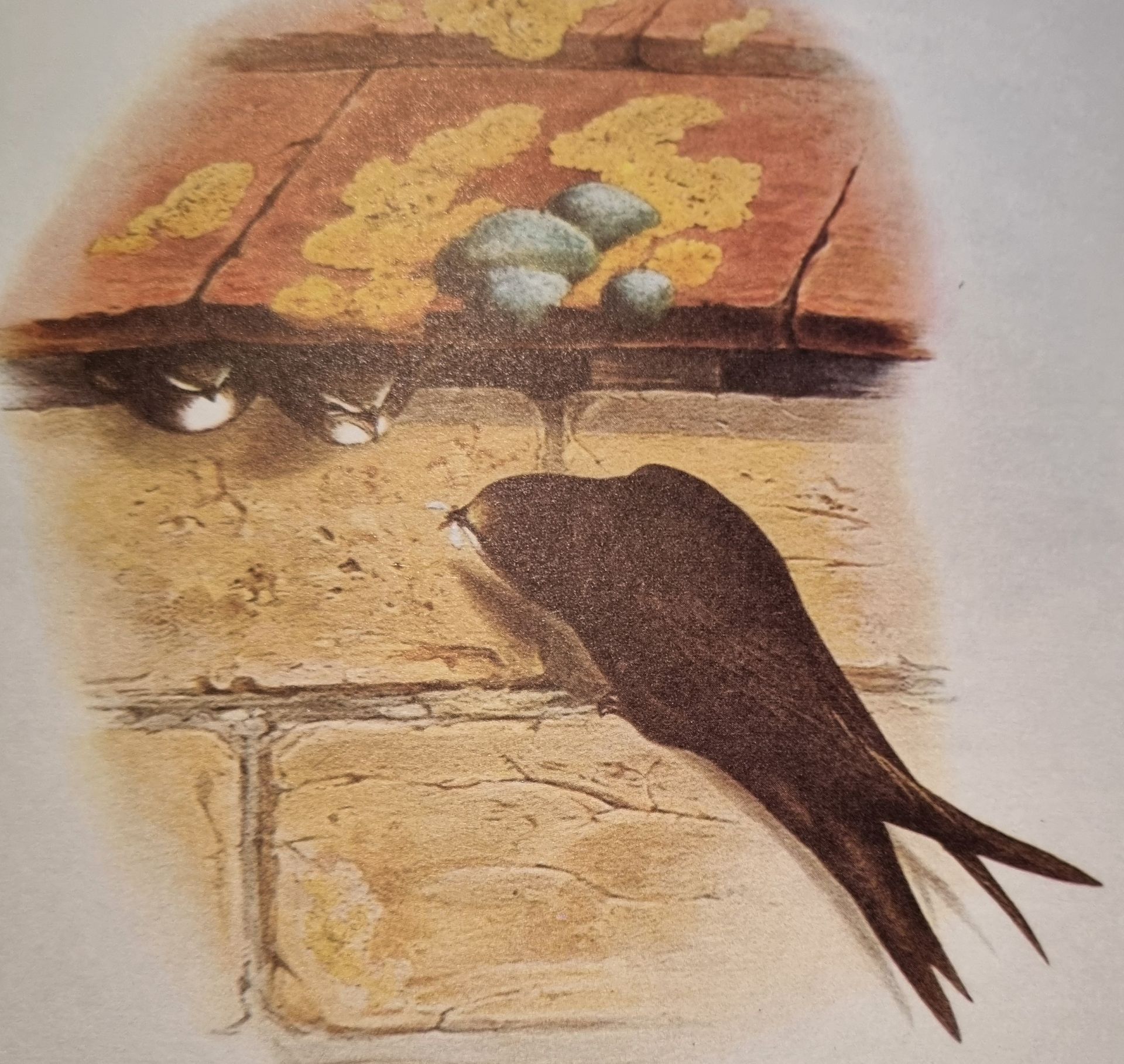 Painting of swift at nest by J Gould